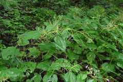 Boehmeria platyphylla